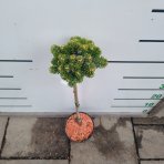 Jedľa Veitchova (Abies veitchii) ‘HEDDERGOTT’ - výška 50-60 cm, kont. C3L - NA KMIENKU